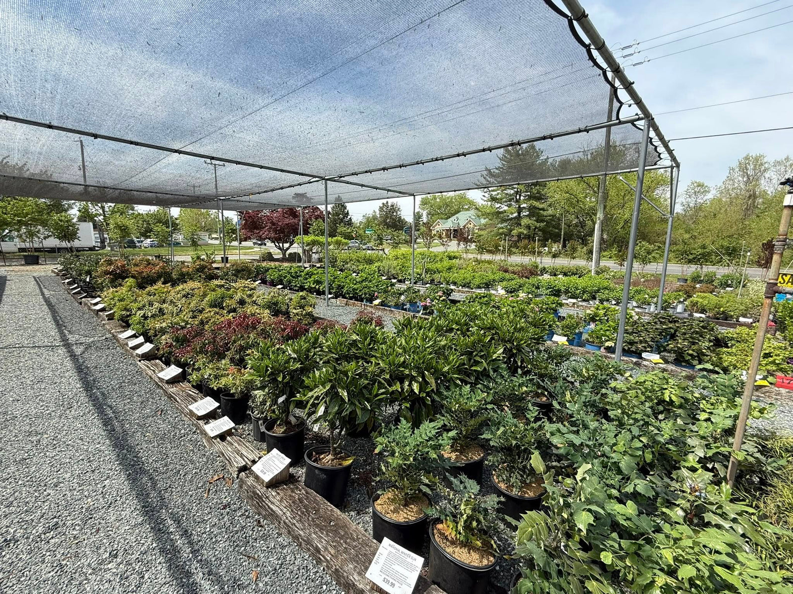Shrub Bushes for Sale