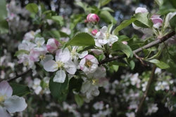 Buy Trees Online