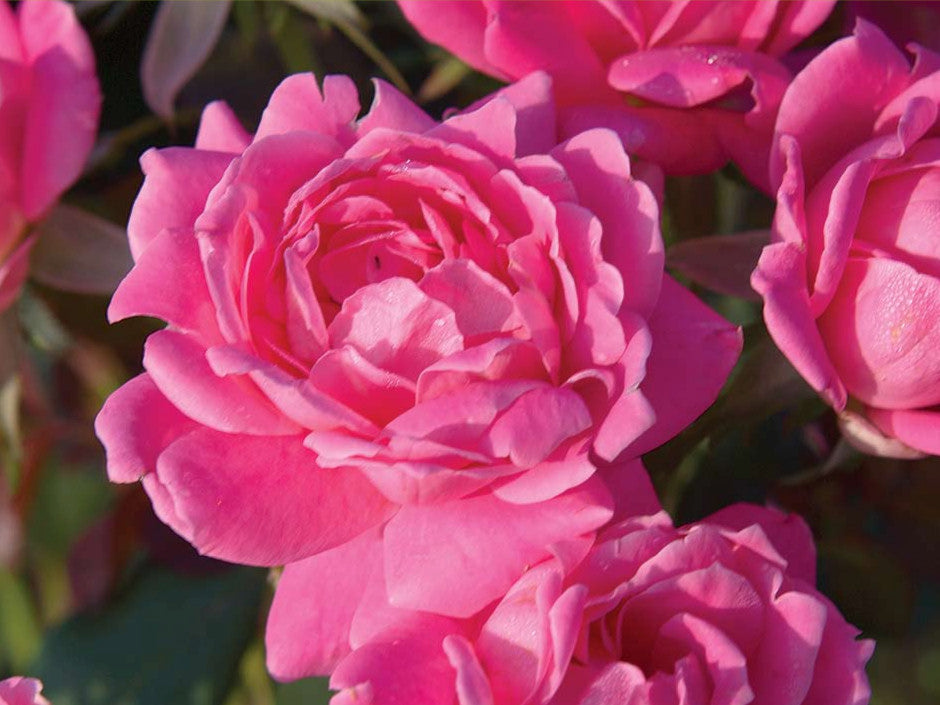 Double Pink Knock Out® Rose (Rosa K.O 'Radtkopink') - QT