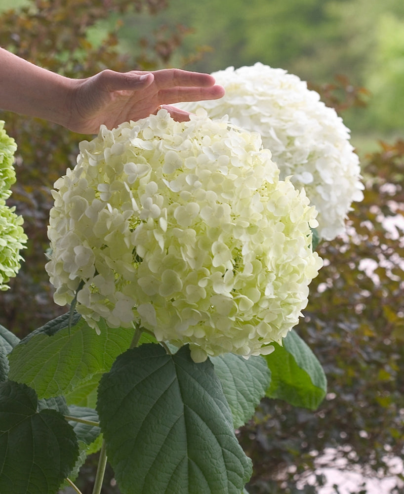 Incrediball® Smooth Hydrangea (Hydrangea arborescens 'Abetwo') - QT