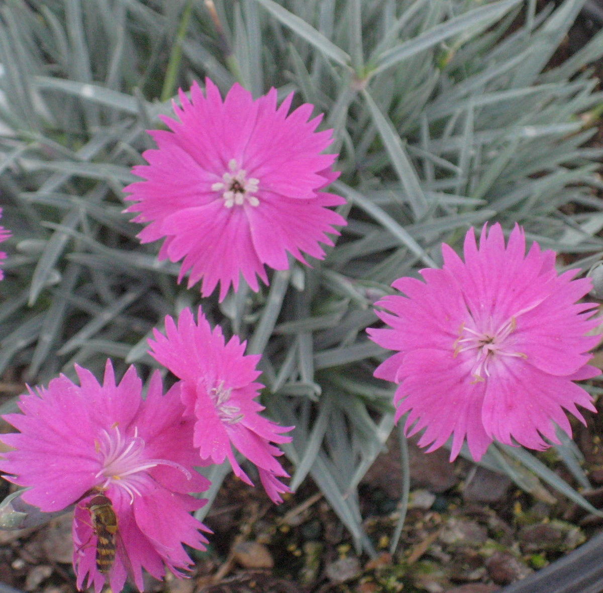 Fire Witch Pinks (Dianthus gratianopolitanus 'Feuerhexe') - QT