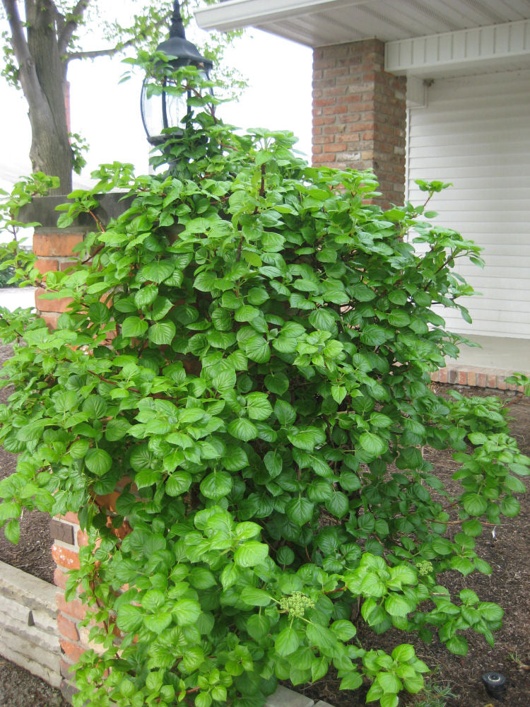 Climbing Hydrangea (Hydrangea arborescens 'Petiolaris') - 1 gallon