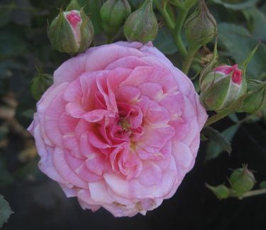 Sweet Drift® Rose (Rosa 'Drift Meiswetdom') - QT