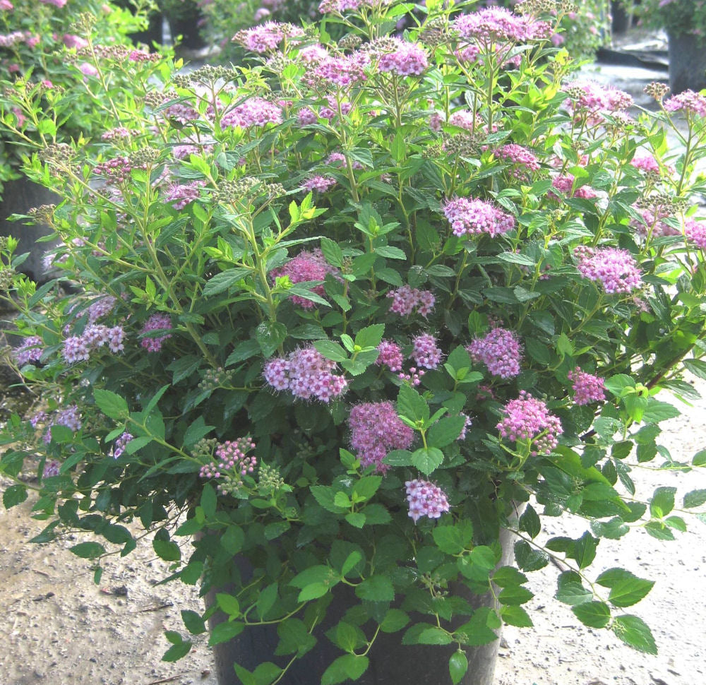 Little Princess Spiraea (Spiraea japonica 'Little Princess') - 1 gallon 6"