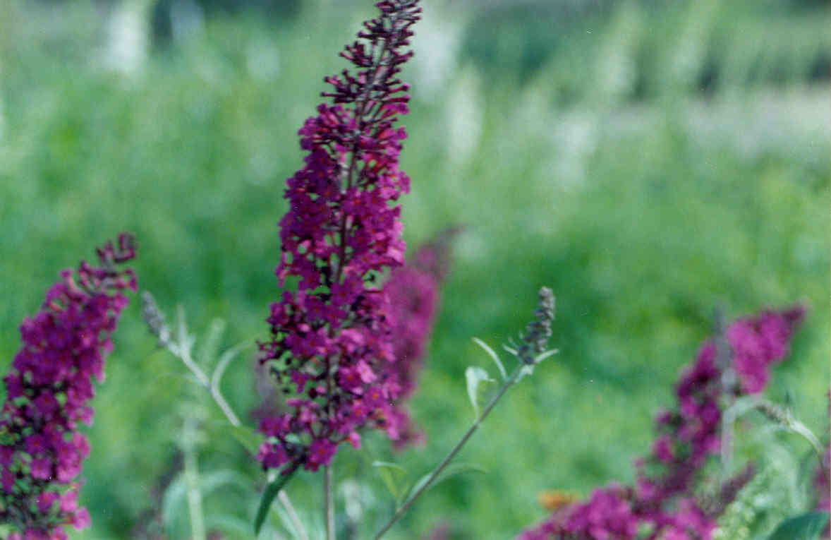 Black Knight Butterfly Bush (Buddleia davidii 'Black Night') - QT