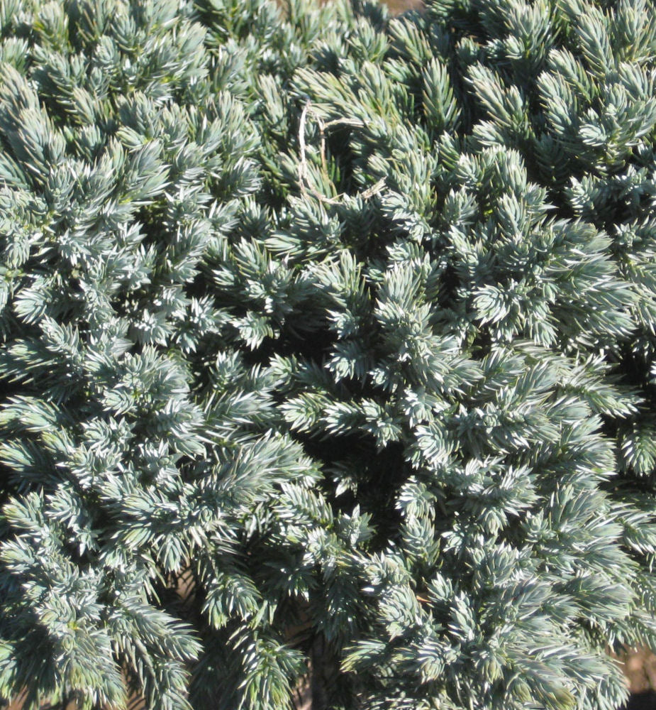 Blue Star Juniper (Juniperus squamata 'Blue Star') - 1 gallon 6"