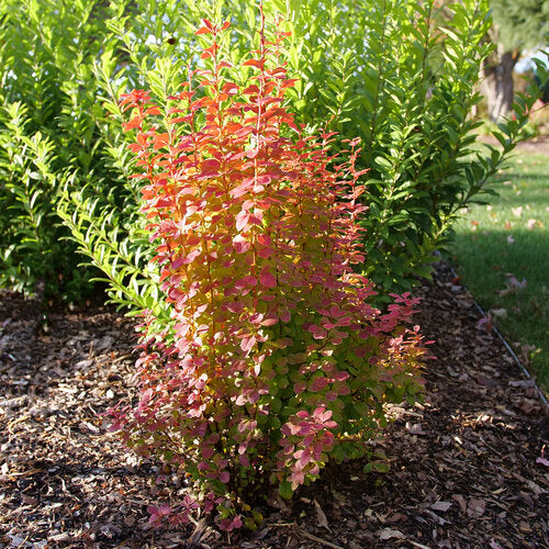 Sunjoy Orange Pillar® Barberry (Berberis thunbergii 'Sunjoy Orange Pillar') - 2 gallon 15"