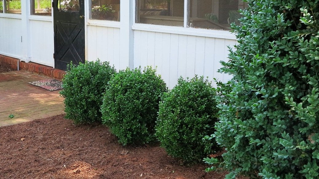 NewGen Freedom® Boxwood (Buxus newgen 'Freedom') - QT