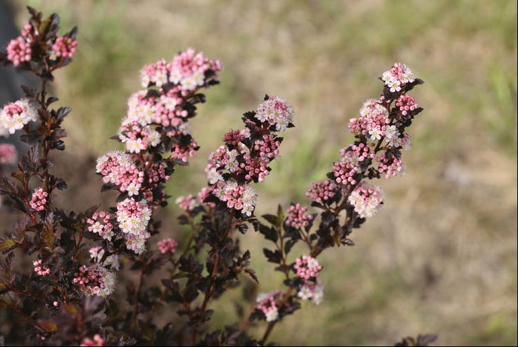 Tiny Wine® Ninebark (Physocarpus opulifolius 'SMPOTW') - QT