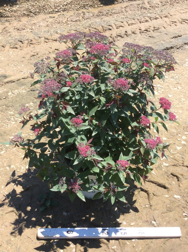 Double Play® Red Spirea (Spiraea JAP 'Dbl Play Red') - QT