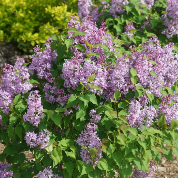 Scentara Pura® Lilac (Syringa x hyacin. 'Scentara Pura') - QT