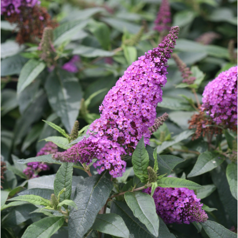Pugster Periwinkle® Butterfly Bush (Buddleia 'Pugster Periwinkle') - QT