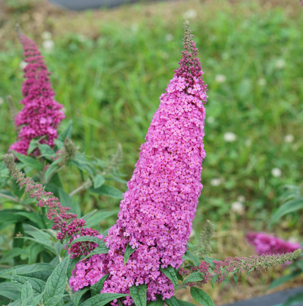 Pugster Pinker® Butterfly Bush (Buddleia 'Pugster Pinker') - QT