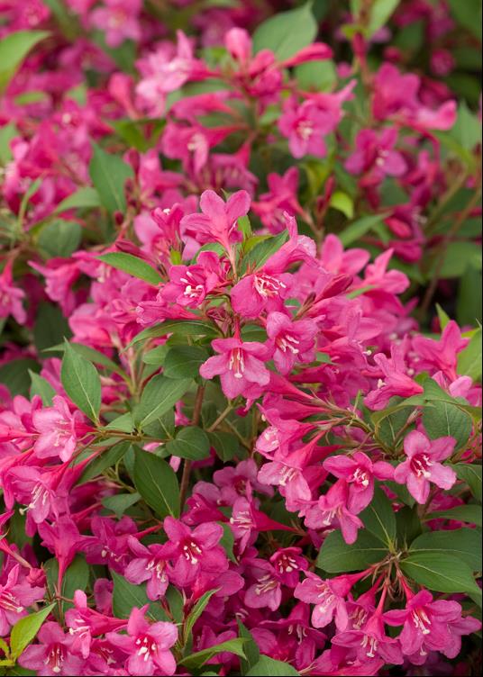 Sonic Bloom® Pink Weigela (Weigela sonic 'Bloom Pink') - QT