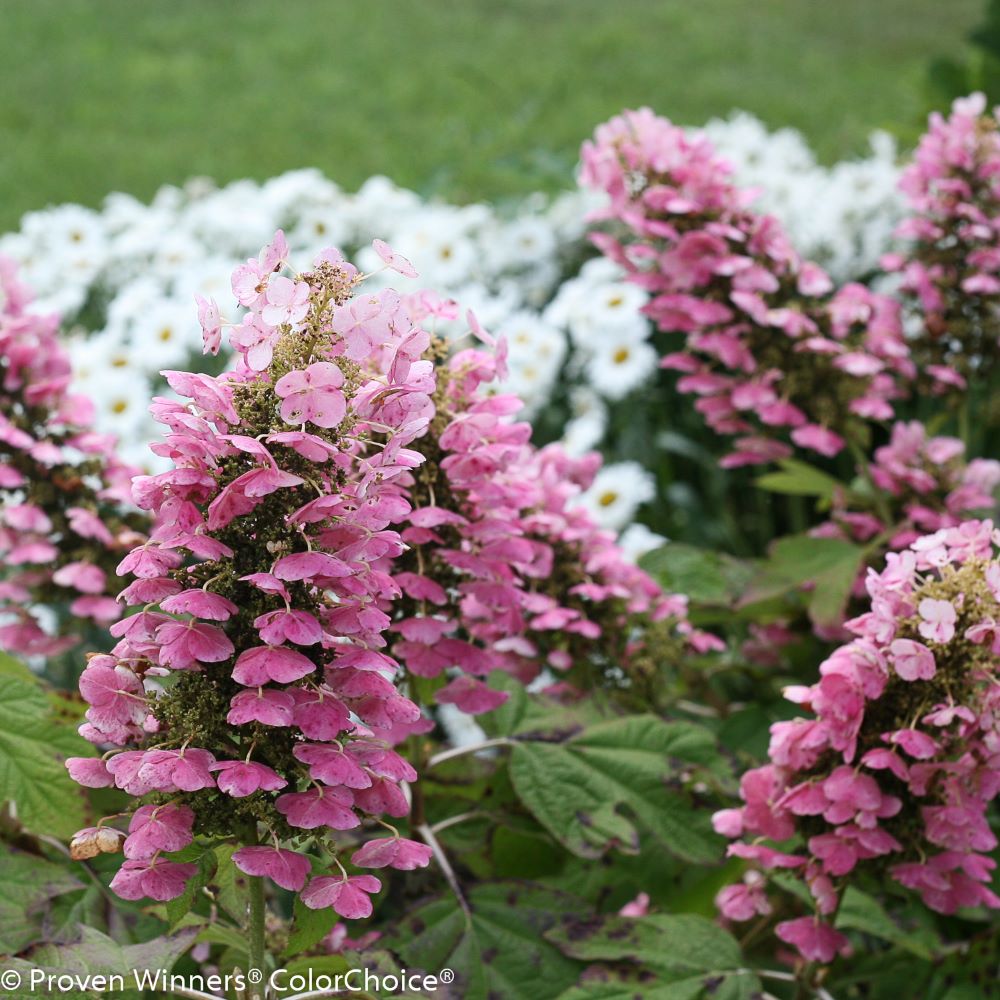 Gatsby Pink® Oakleaf hydrangea (Hydrangea quercifolia 'Gatsby Pink') - QT