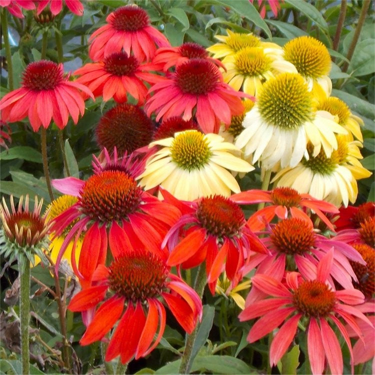Cheyenne Spirit Coneflower (Echinacea cheyenne 'Spirit') - QT