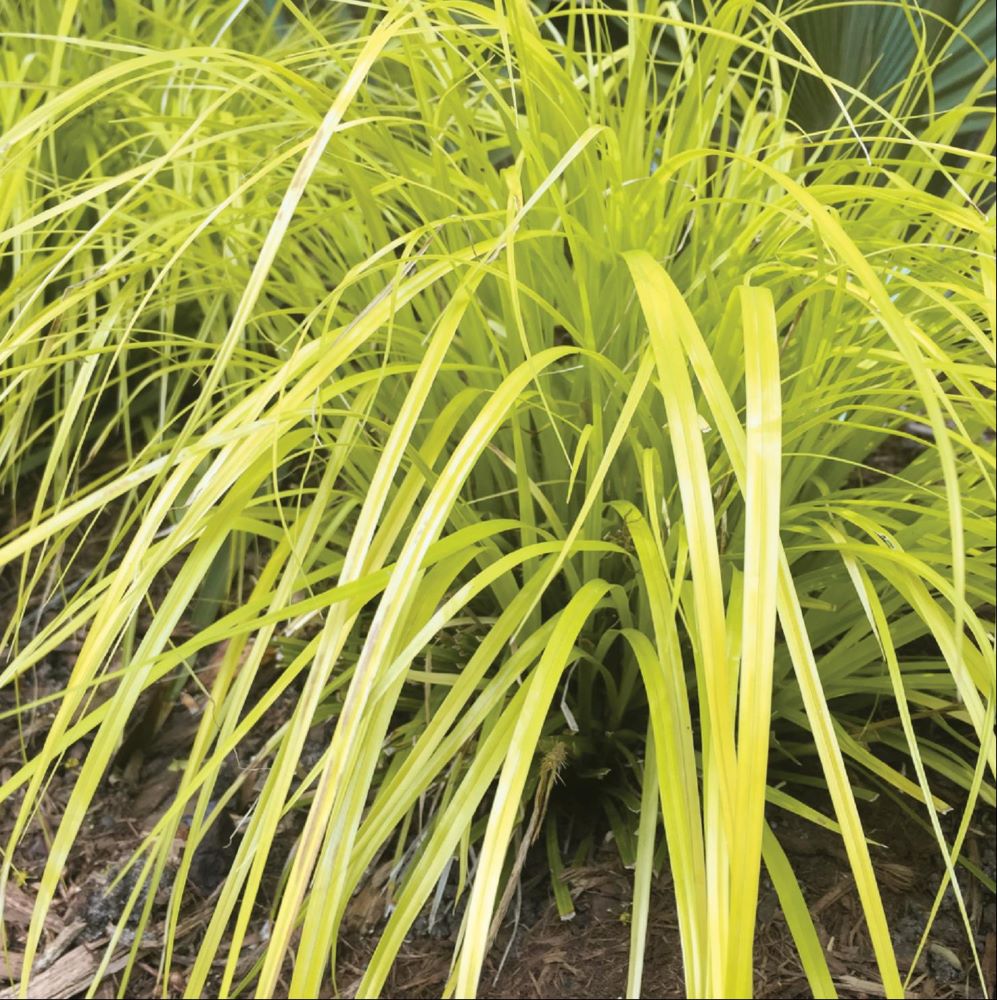 Evercolor® Everillo Gold Weeping Sedge (Carex 'Carex Everillo') - QT