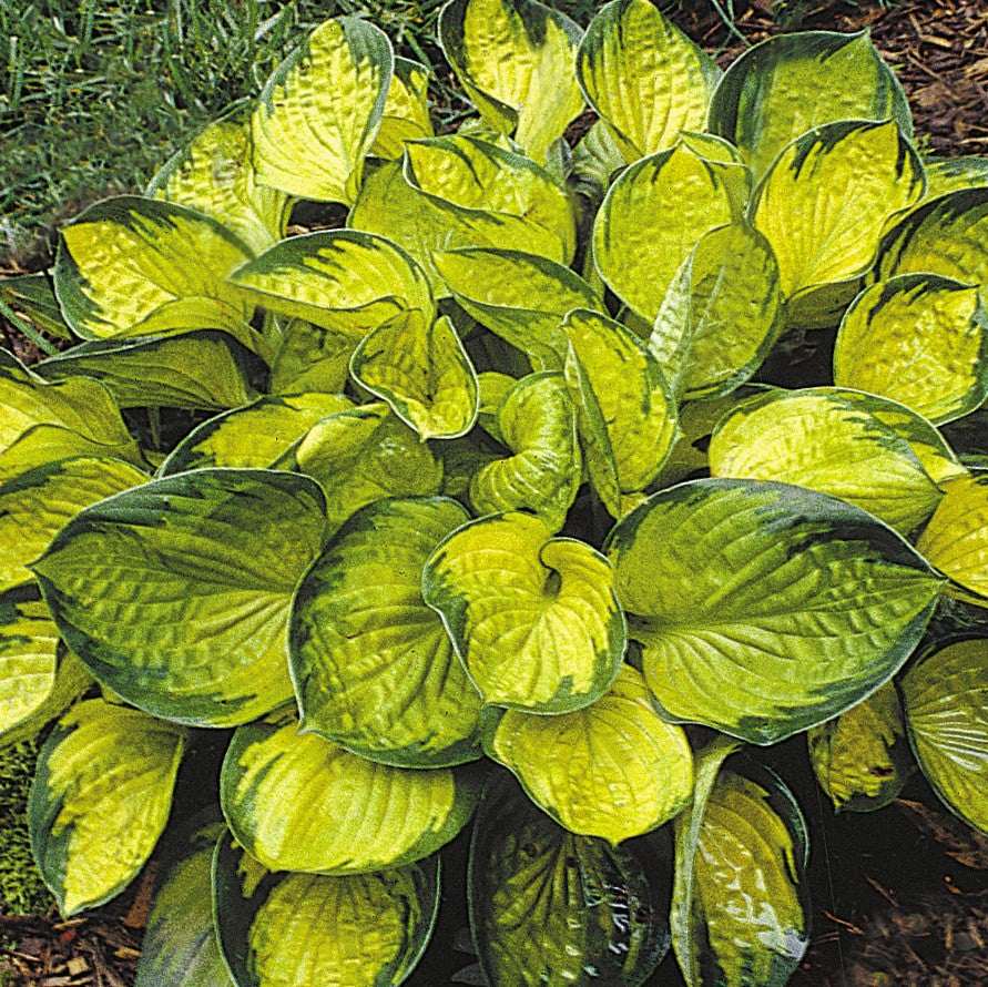 Rainforest Sunrise Plantain Lily (Hosta rainforest 'Sunrise') - QT