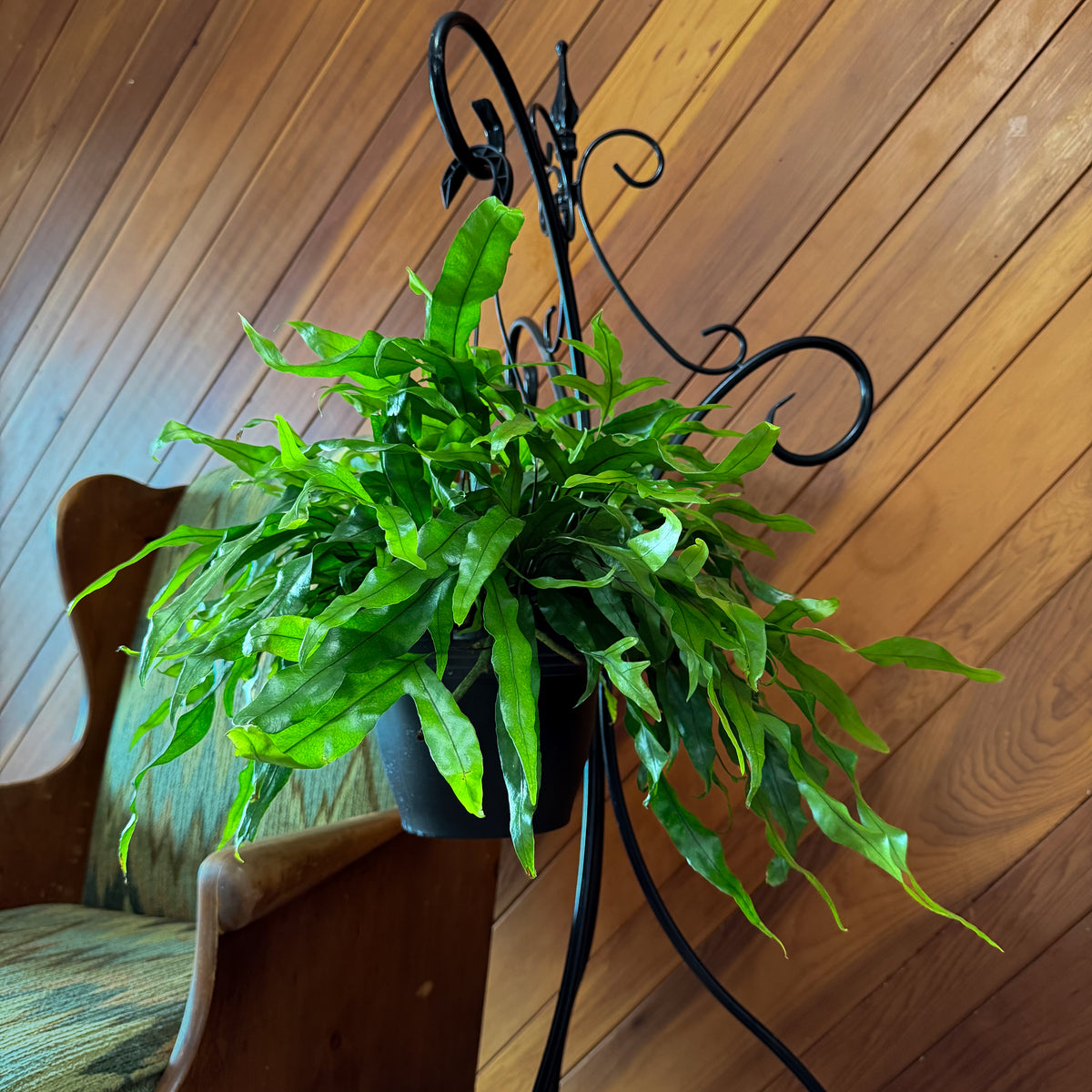 Kangaroo Paw Footed Fern Hanging Basket (Microsorum Diversifolium) - 8 Inch Indoor Houseplant
