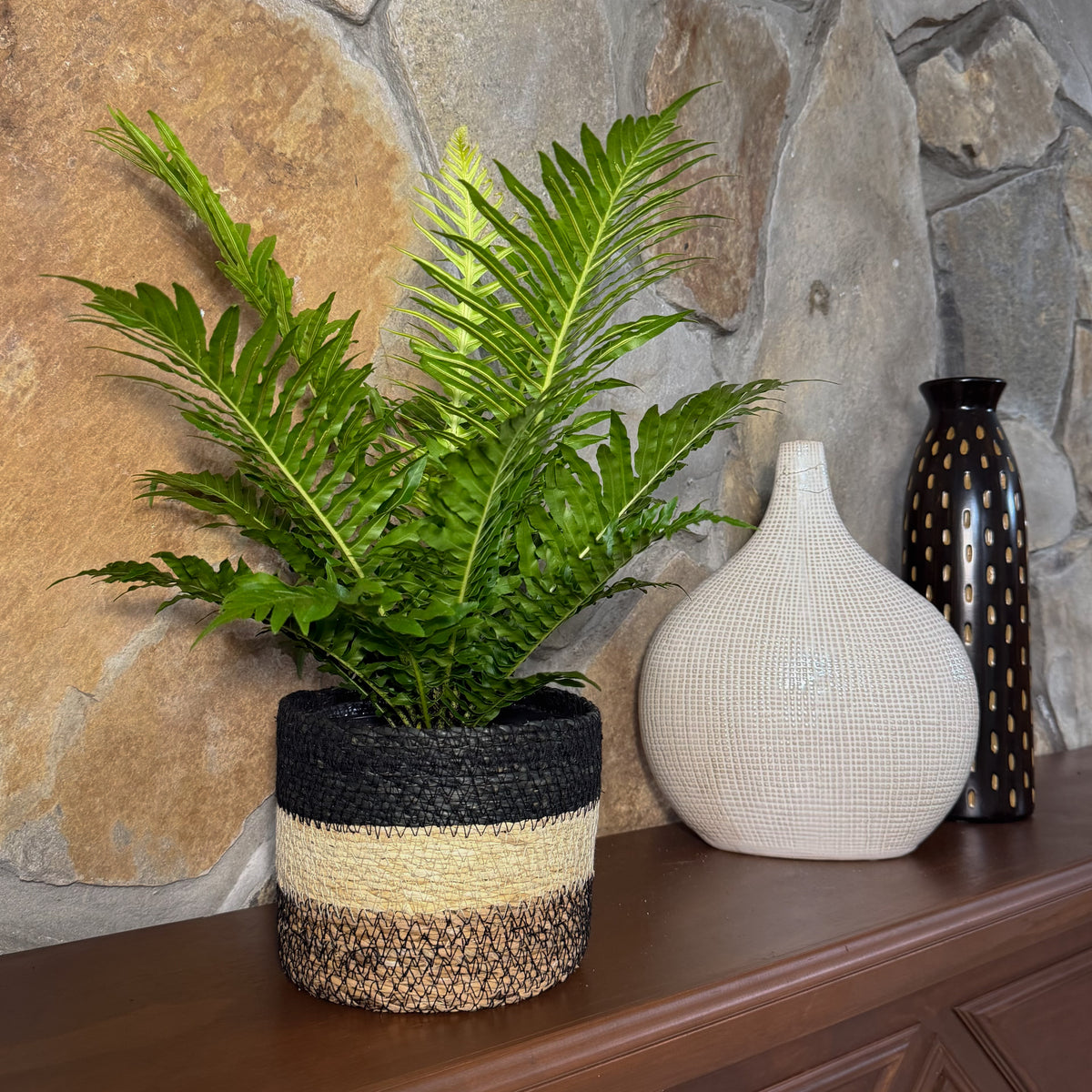 Silver Lady Tree Fern (Blechnum Gibbum 'Silver Lady') - 6 Inch Indoor Houseplant