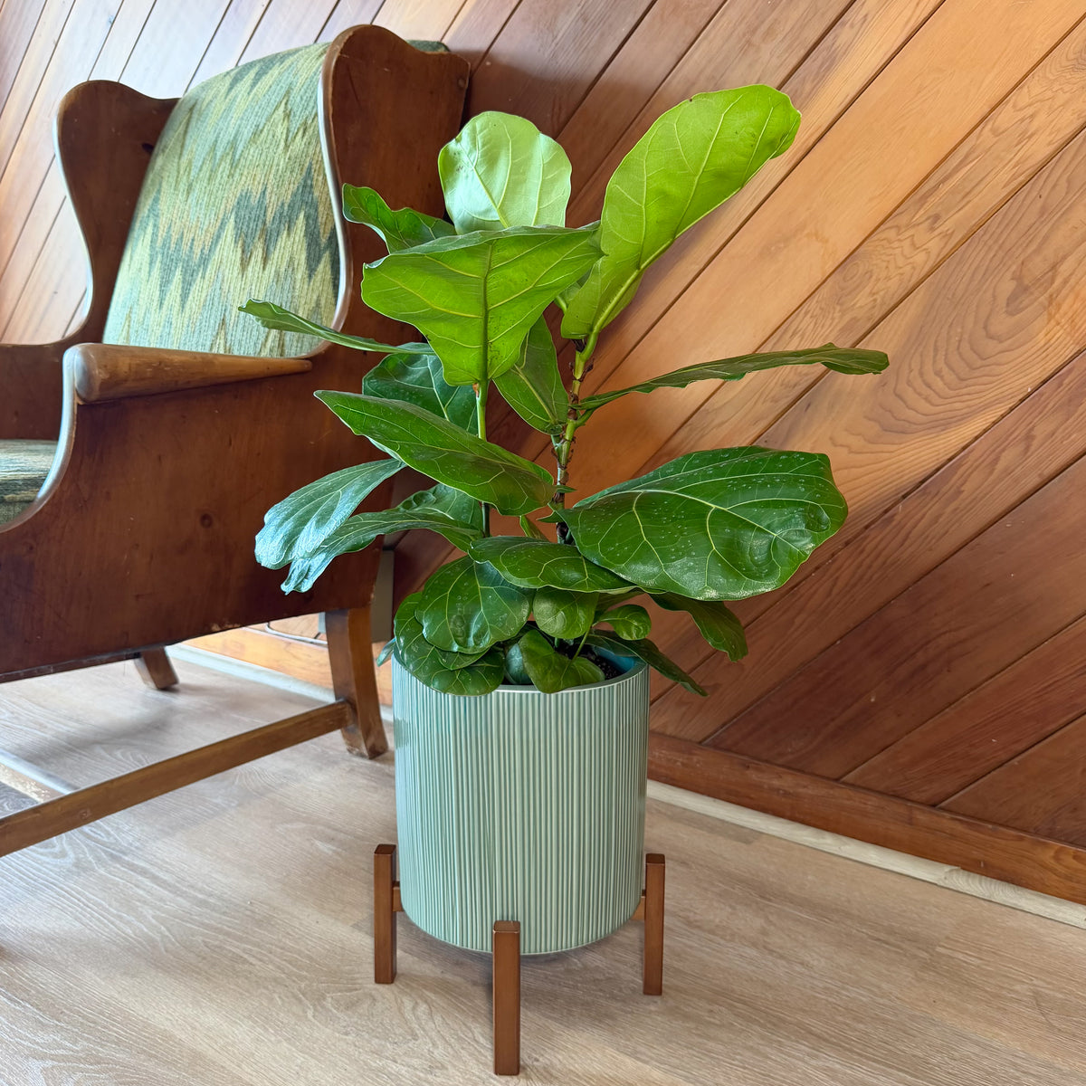 Fiddle-Leaf Fig (Ficus Lyrata) - 8 Inch Indoor Houseplant Pot