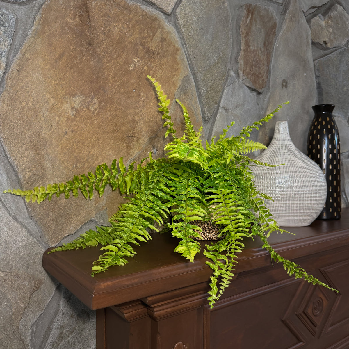 Tiger Stripe Boston Fern (Nephrolepis Exaltata 'Tiger Fern') - 6 Inch Indoor Houseplant