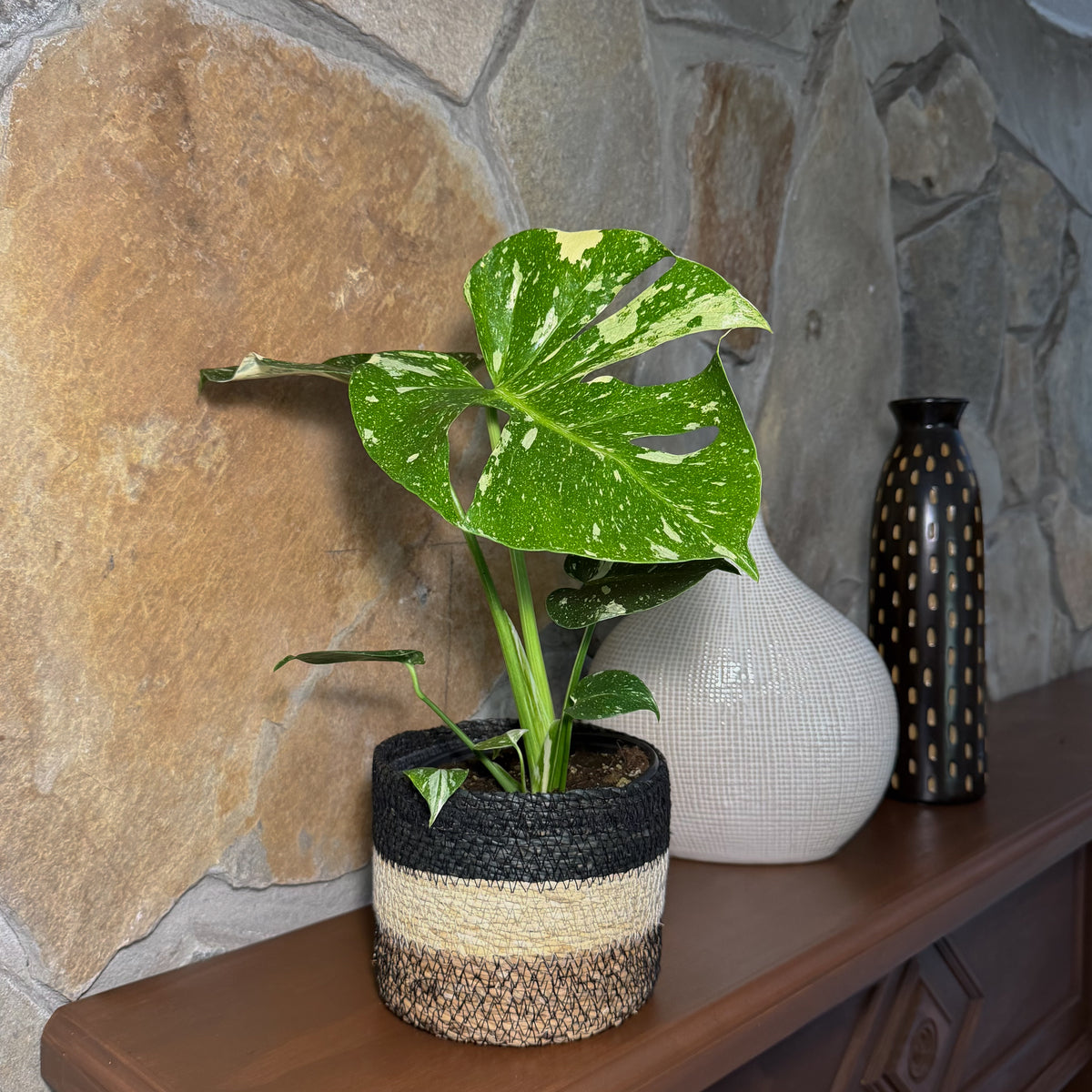 Monstera Thai Constellation (Monstera Deliciosa 'Thai Constellation') - 6 Inch Indoor Houseplant
