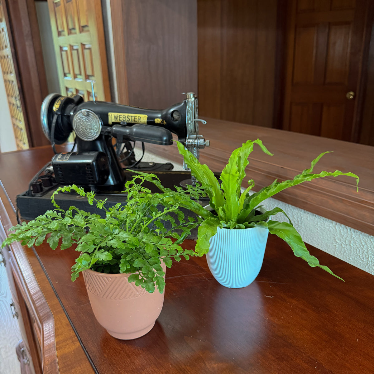 Mystery Ferns 4 Pack - 4 Inch Indoor Houseplants