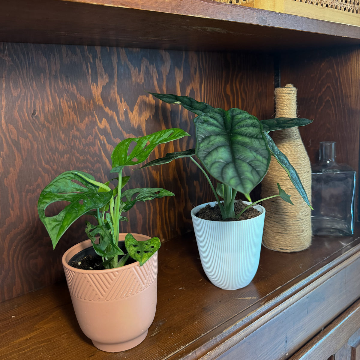 Mystery Foliage 4 Pack - 4 Inch Indoor Houseplants