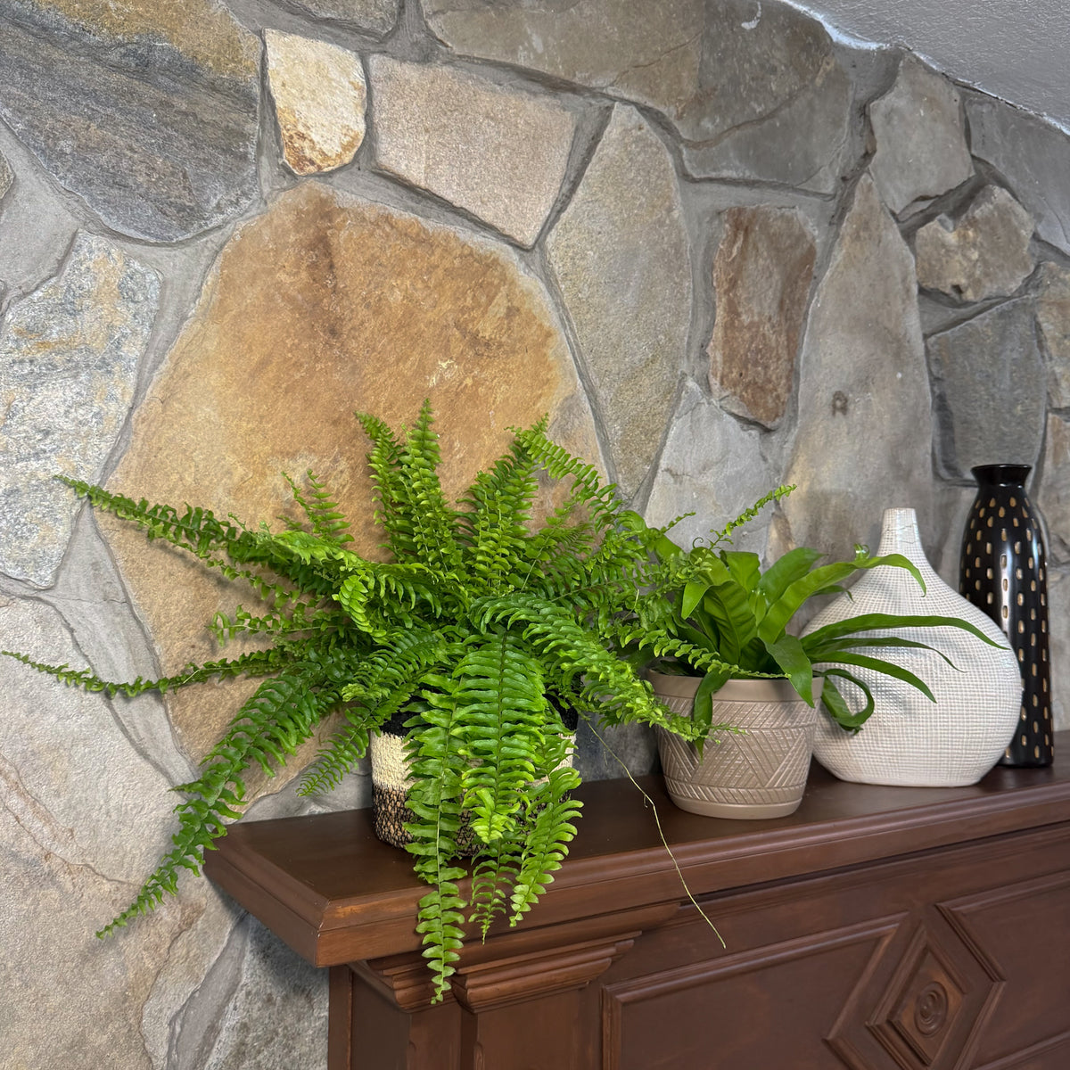 Mystery Ferns 4 Pack - 6 Inch Indoor Houseplants