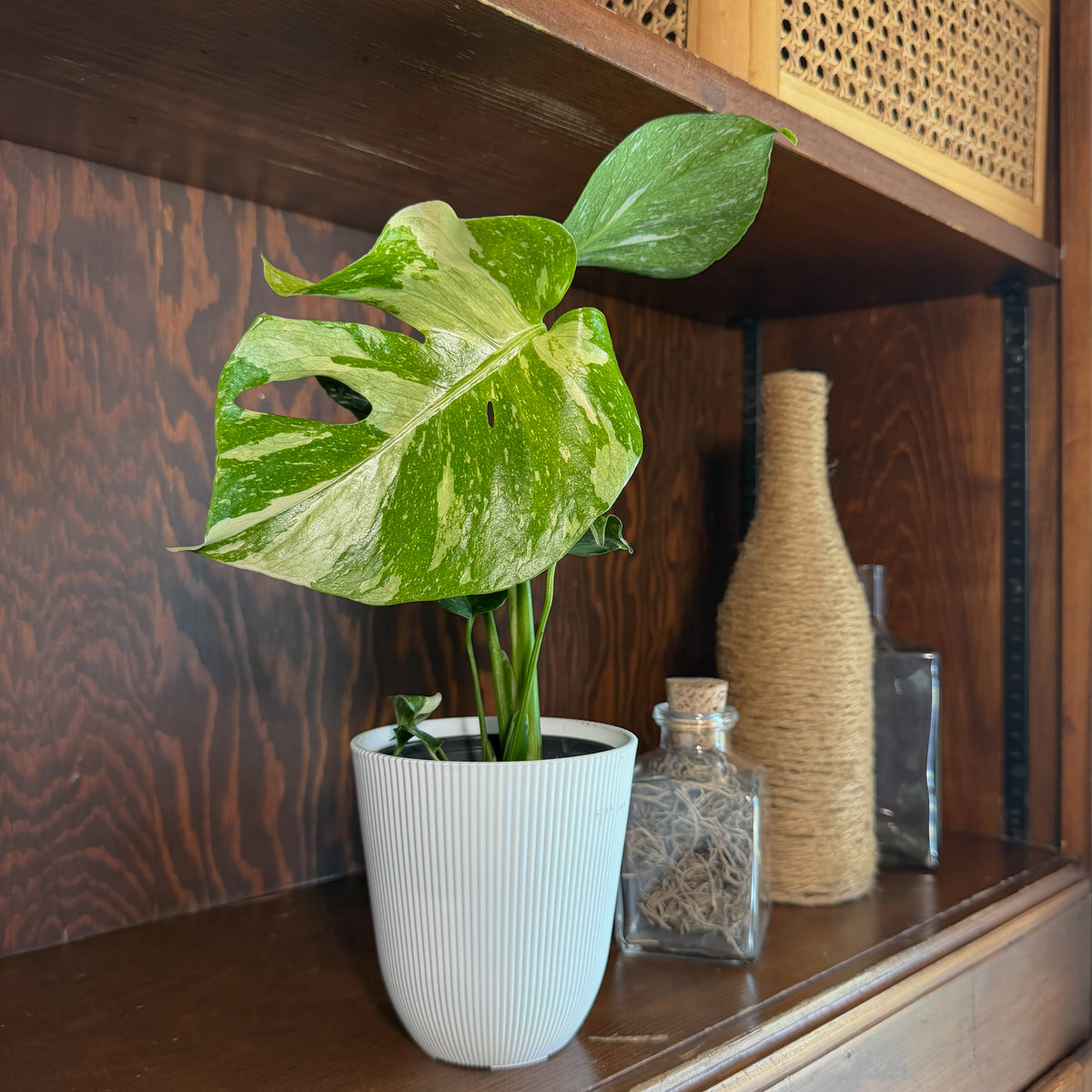 Monstera Thai Constellation (Monstera Deliciosa 'Thai Constellation') - 4 Inch Indoor Houseplant
