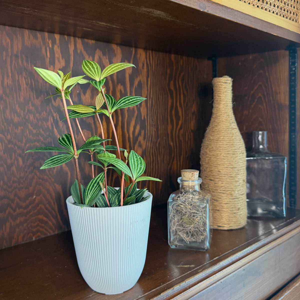 Peperomia Stilt (Peperomia Puteolata) - 4 Inch Indoor Houseplant