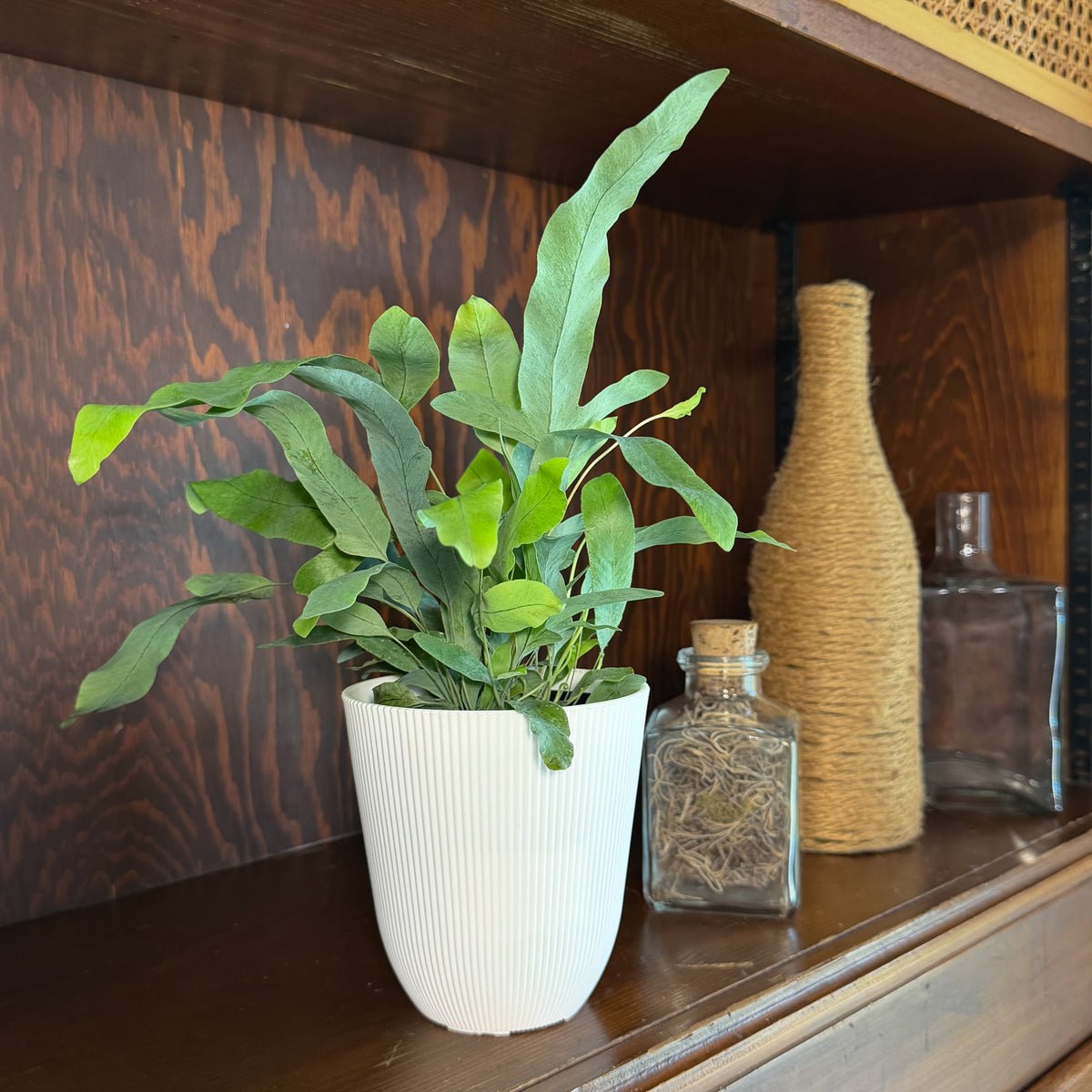 Blue Star Footed Fern (Phlebodium Aureum 'Blue Star') - 4 Inch Indoor Houseplant