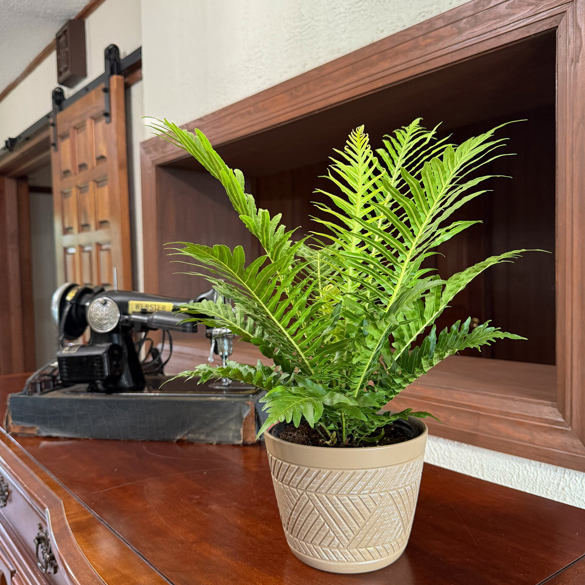Silver Lady Tree Fern (Blechnum Gibbum 'Silver Lady') - 6 Inch Indoor Houseplant