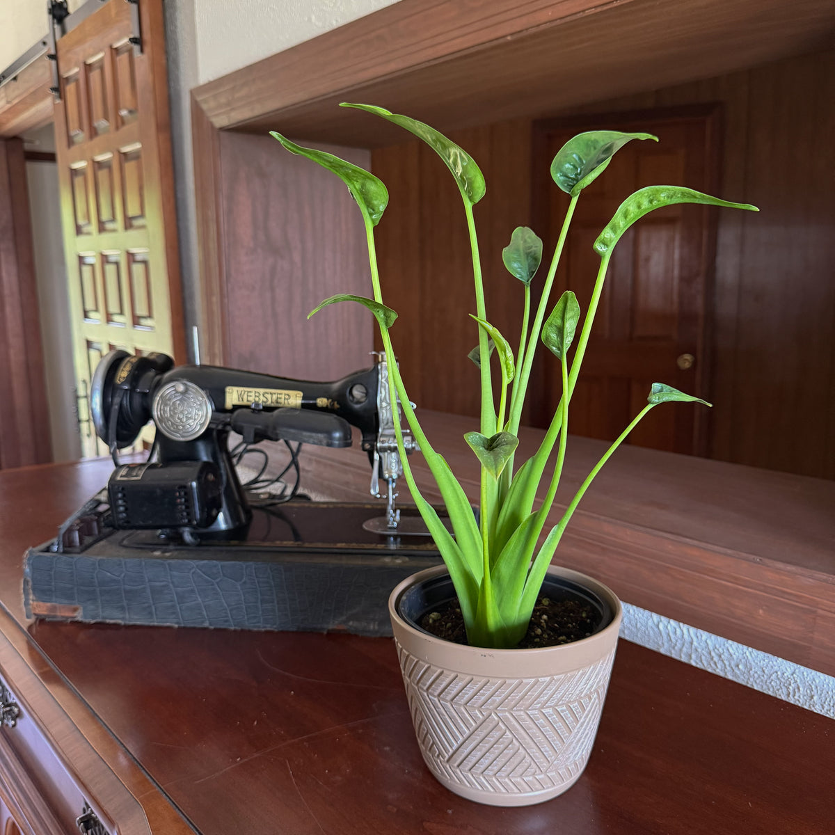 Alocasia Tiny Dancer (Alocasia Brisbanensis x Alocasia Odora 'Tiny Dancer') - 6 Inch Indoor Houseplant