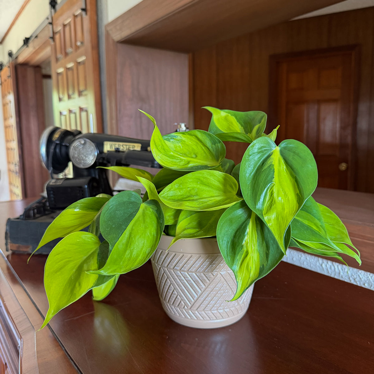 Philodendron Brasil Hanging Basket (Philodendron Hederaceum 'Brasil') - 6 Inch Indoor Houseplant