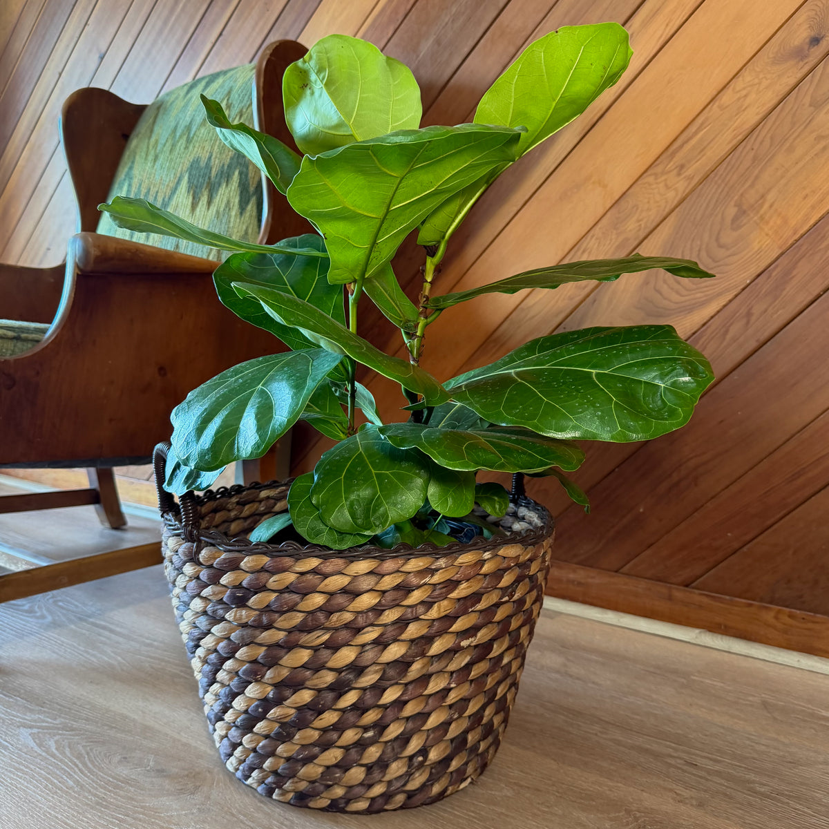 Fiddle-Leaf Fig (Ficus Lyrata) - 8 Inch Indoor Houseplant Pot