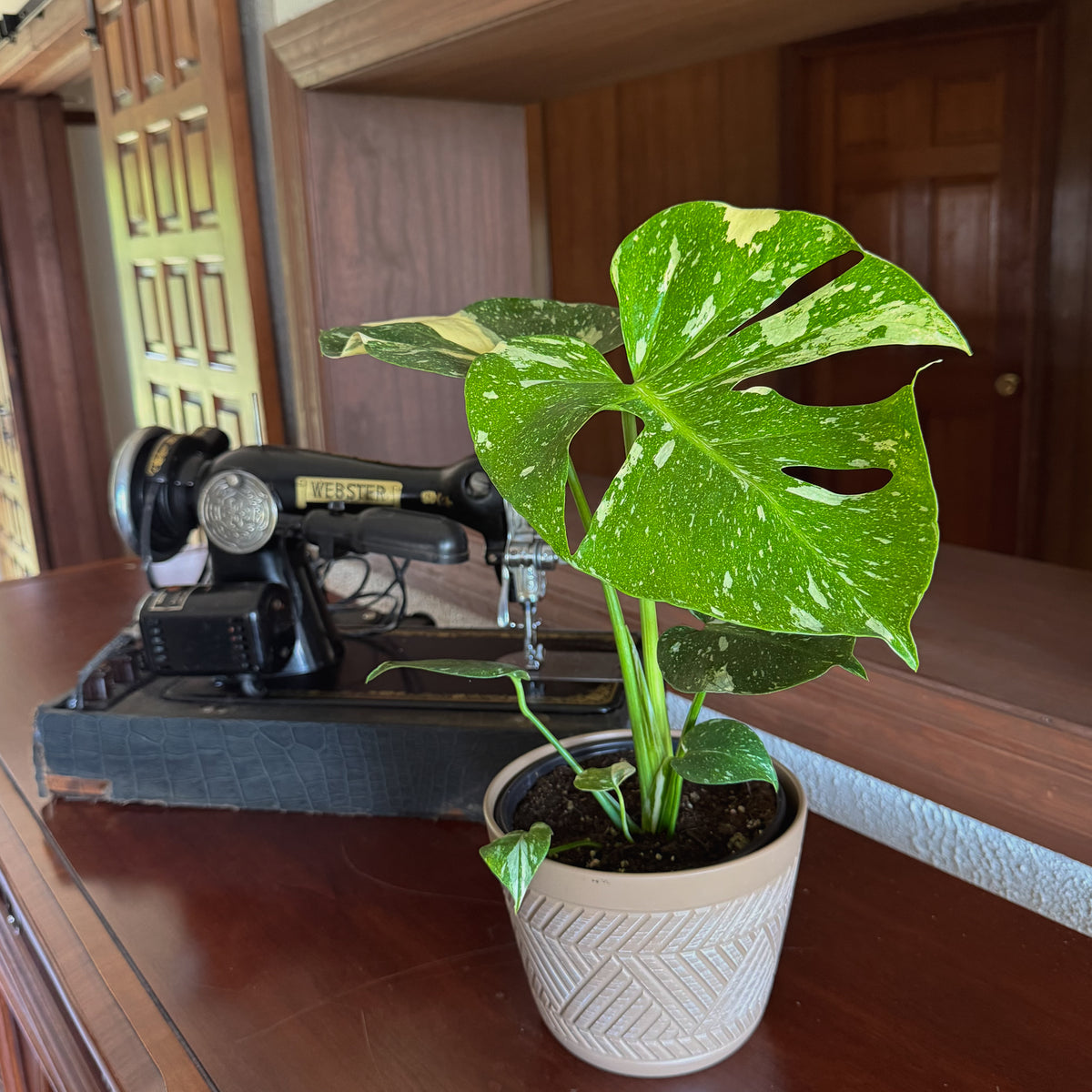 Monstera Thai Constellation (Monstera Deliciosa 'Thai Constellation') - 6 Inch Indoor Houseplant