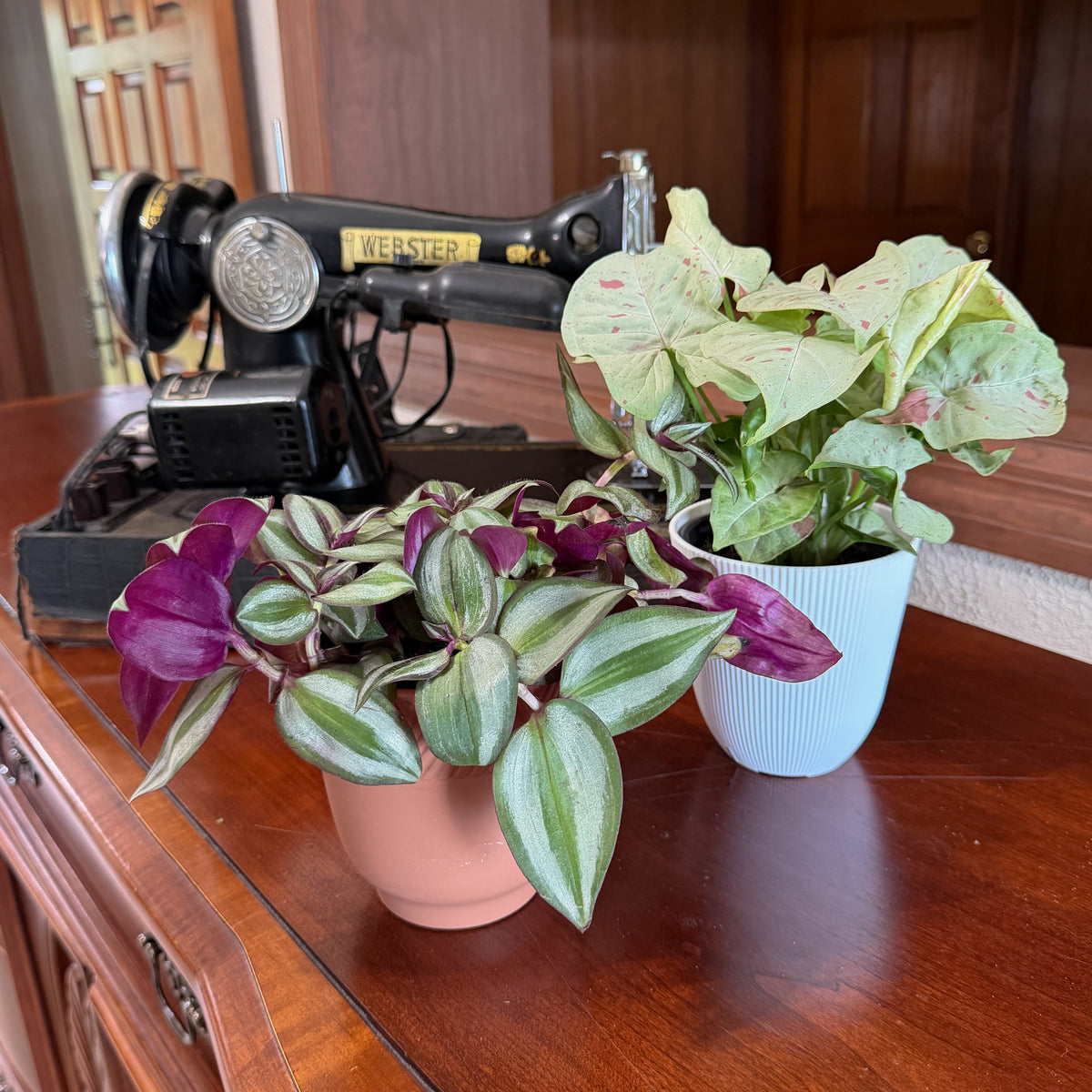 Mystery Foliage 4 Pack - 4 Inch Indoor Houseplants