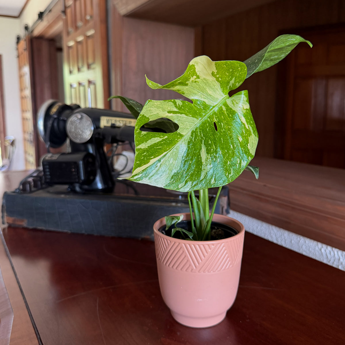 Monstera Thai Constellation (Monstera Deliciosa 'Thai Constellation') - 4 Inch Indoor Houseplant