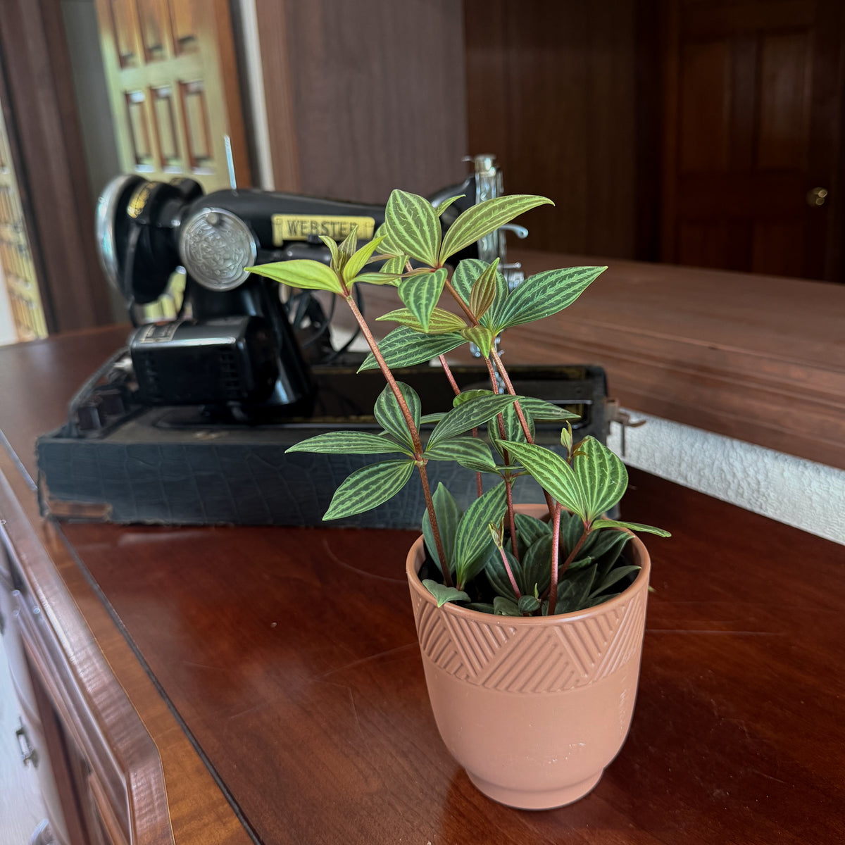 Peperomia Stilt (Peperomia Puteolata) - 4 Inch Indoor Houseplant