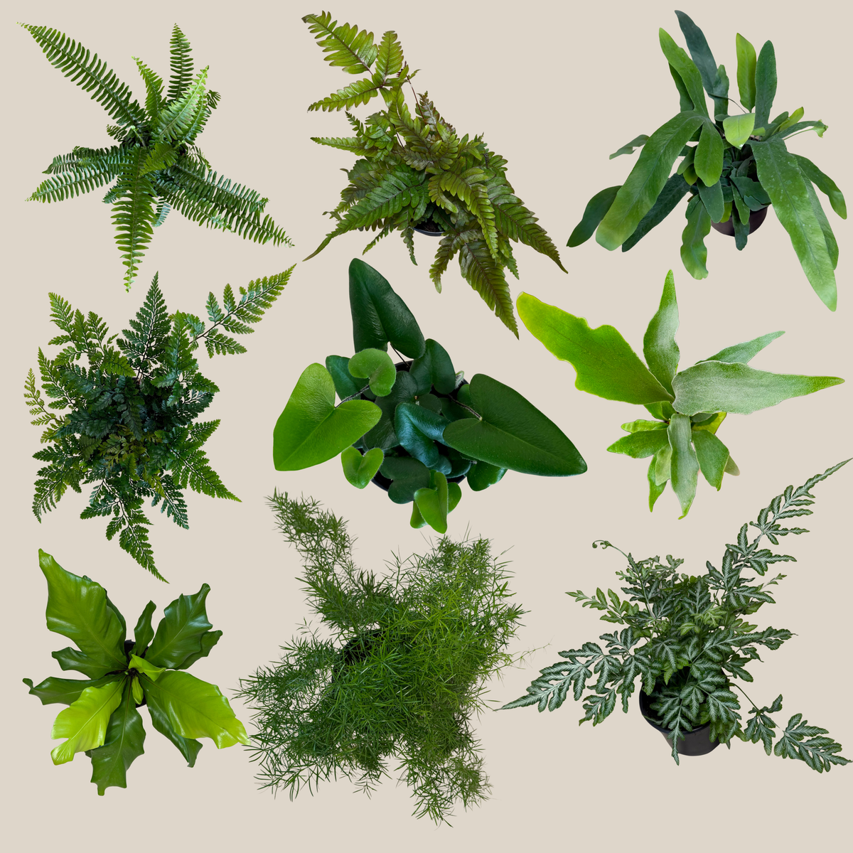 Mystery Ferns 4 Pack - 4 Inch Indoor Houseplants