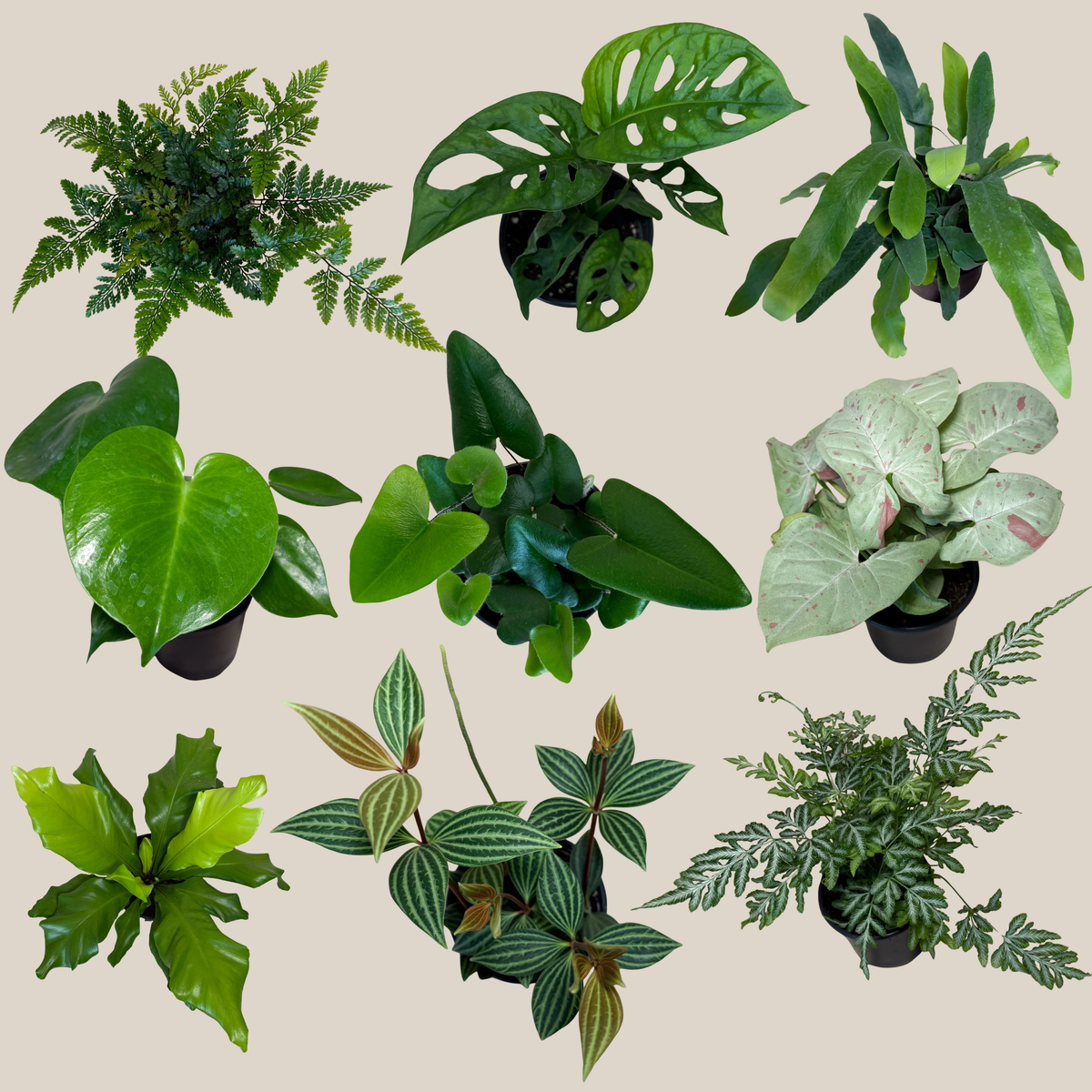 Fern & Foliage Mystery Houseplant 4 Pack - 4 Inch Indoor Houseplants