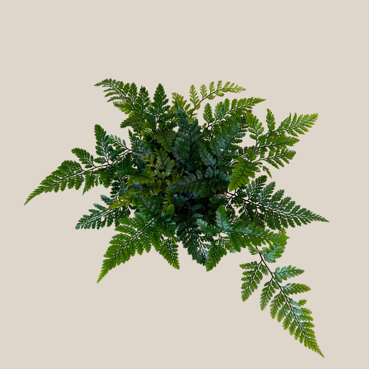 Rabbits Foot Footed Fern (Davallia Fejeensis) - 4 Inch Indoor Houseplant