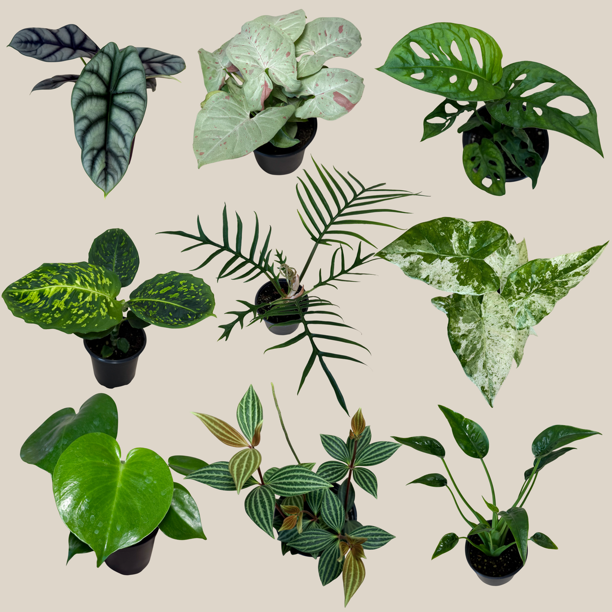 Mystery Foliage 4 Pack - 4 Inch Indoor Houseplants