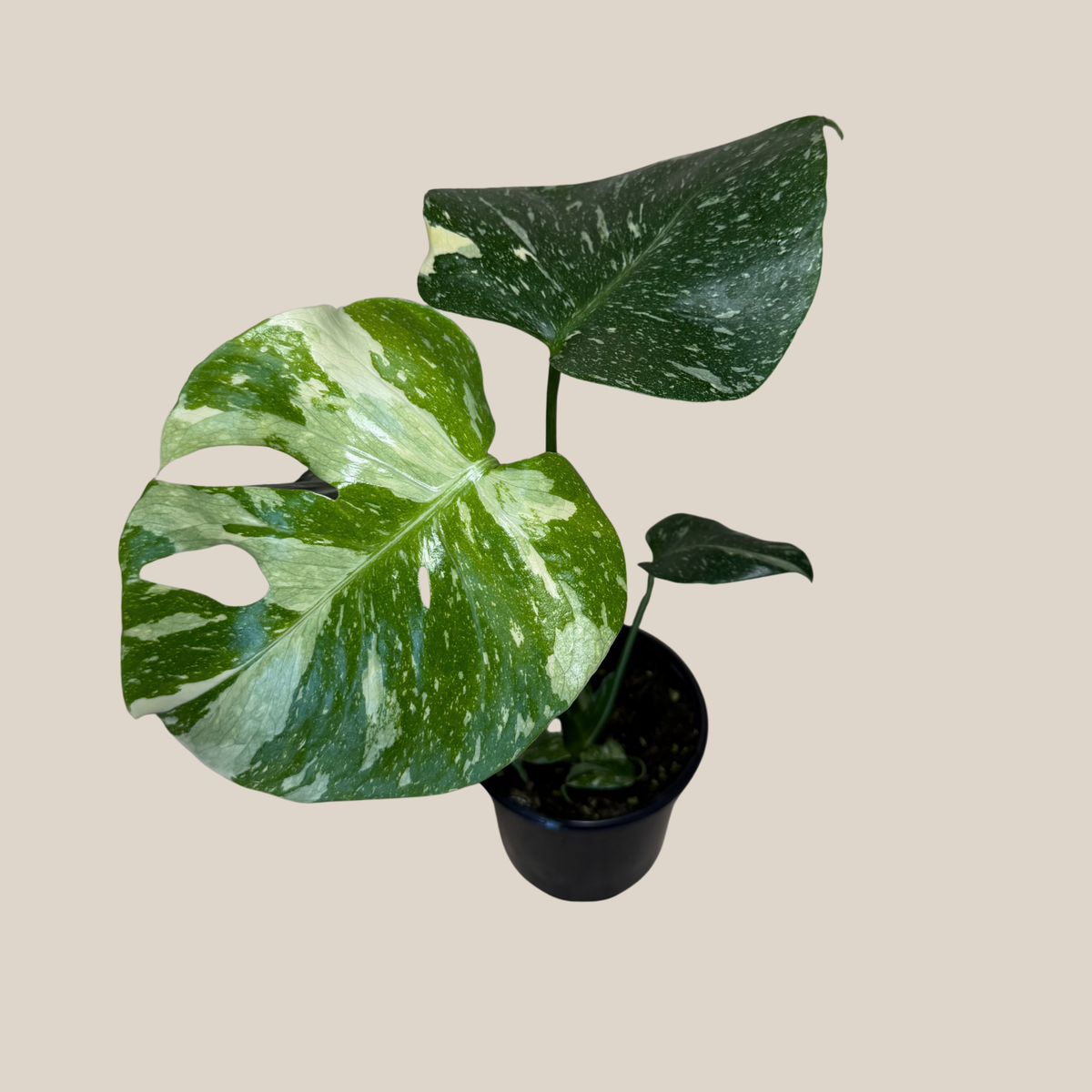 Monstera Thai Constellation (Monstera Deliciosa 'Thai Constellation') - 4 Inch Indoor Houseplant