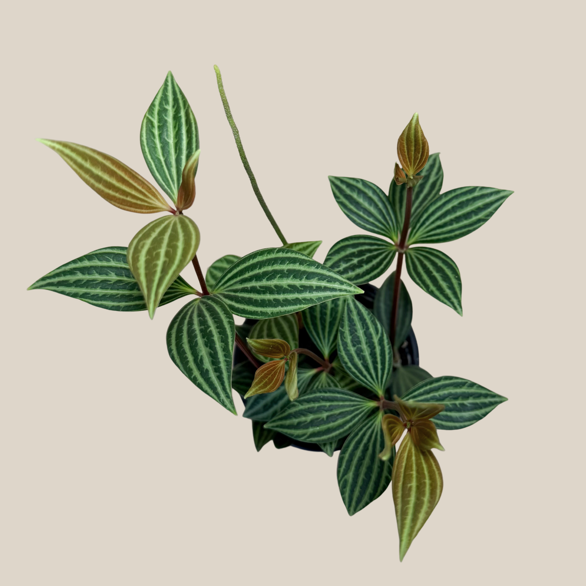 Peperomia Stilt (Peperomia Puteolata) - 4 Inch Indoor Houseplant