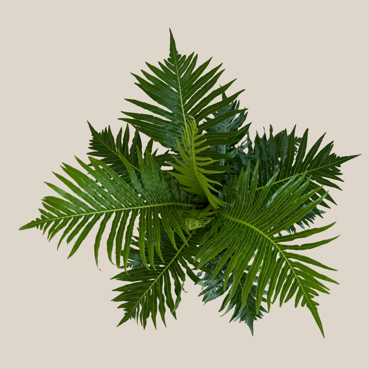 Silver Lady Tree Fern (Blechnum Gibbum 'Silver Lady') - 6 Inch Indoor Houseplant