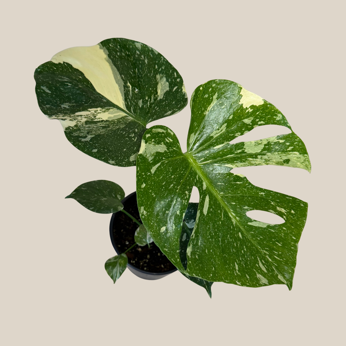 Monstera Thai Constellation (Monstera Deliciosa 'Thai Constellation') - 6 Inch Indoor Houseplant