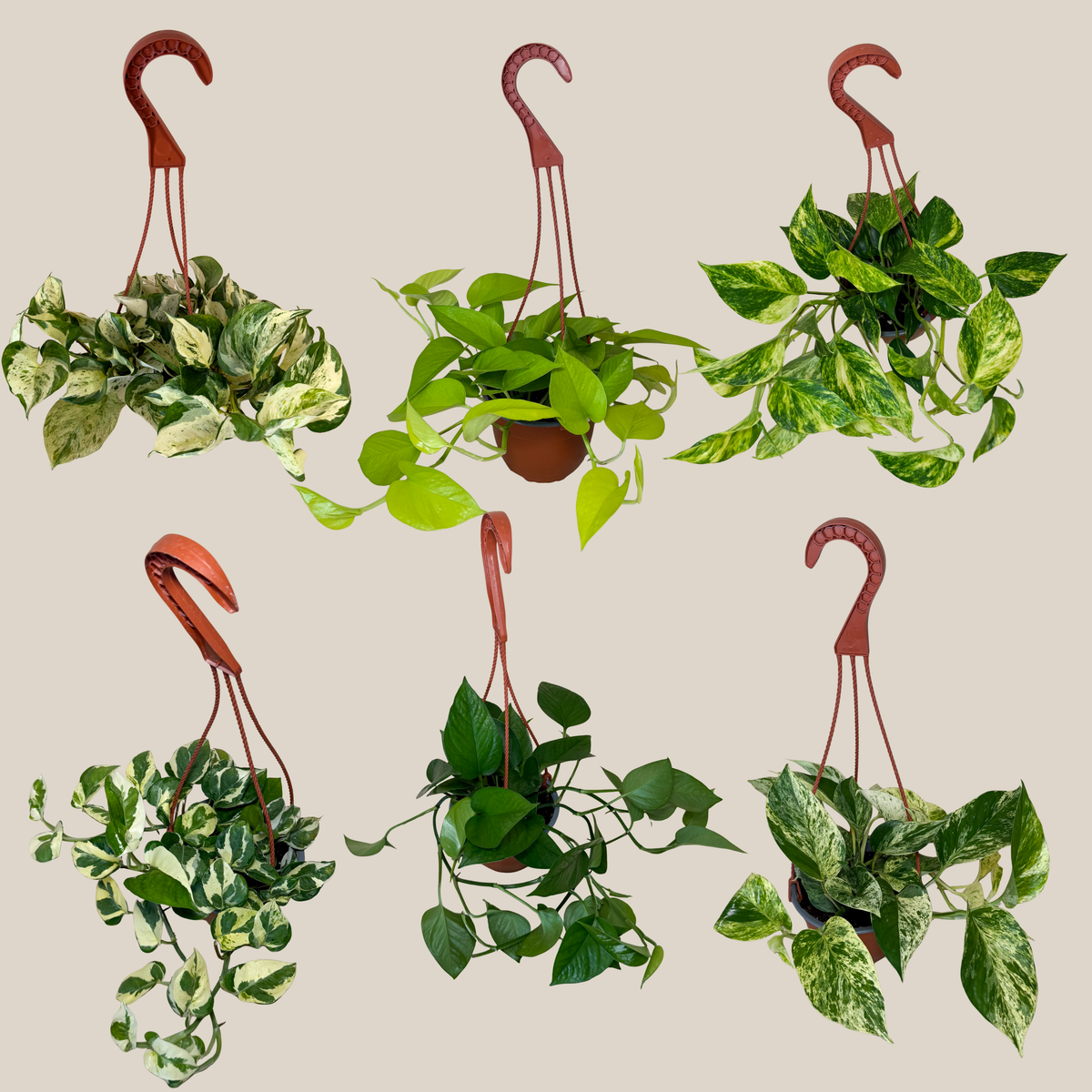 Mystery Pothos 2 Pack - 6 Inch Indoor Houseplants